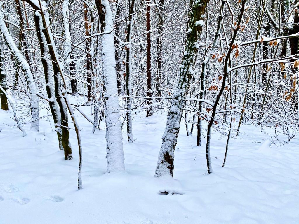 Ferienwohnung Natur und Kunst - 32