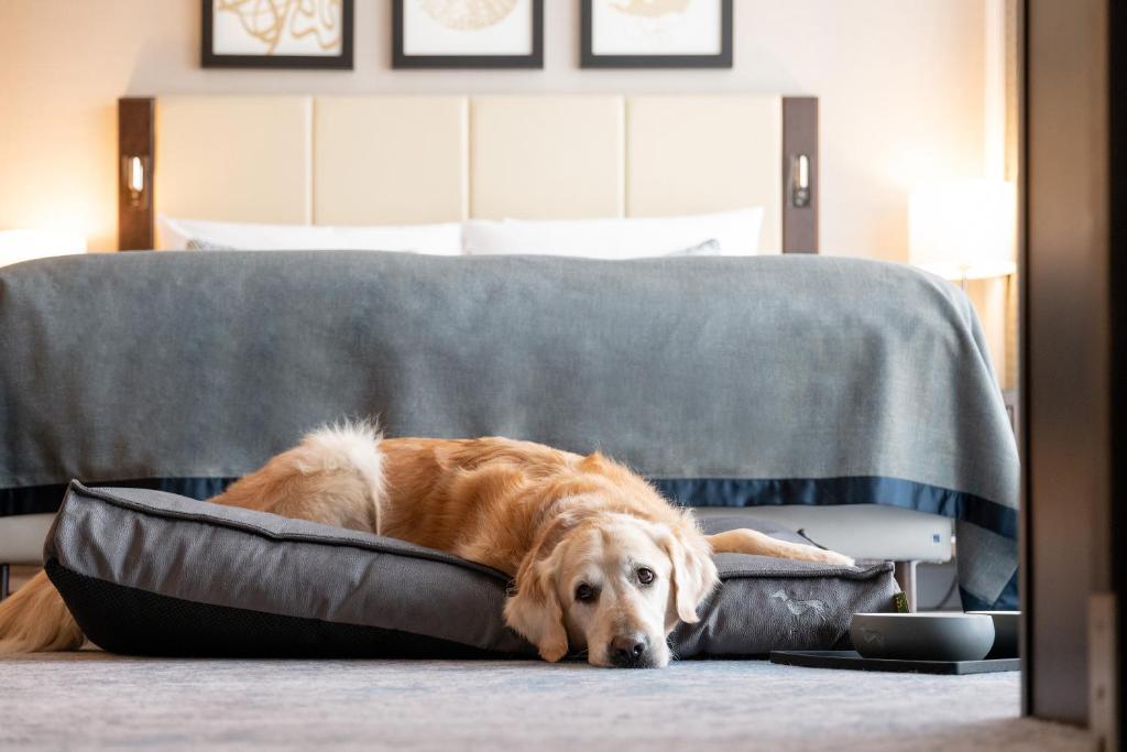 Hotel Kö59 Düsseldorf - Member of Hommage Luxury Hotels Collection - 10