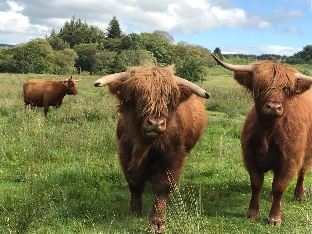 The West Highland Way Hotel and Retreat Accommodation - 18