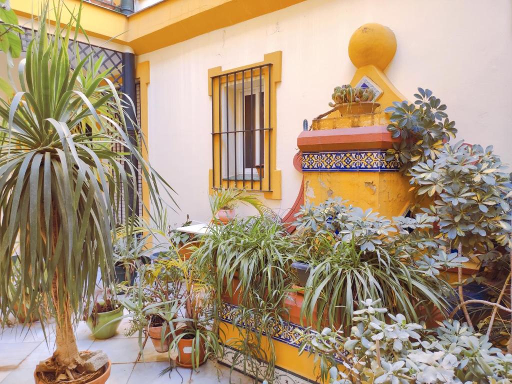 ESTUDIO RUFINA.Tranquilidad ,Alameda de Hércules! - 13