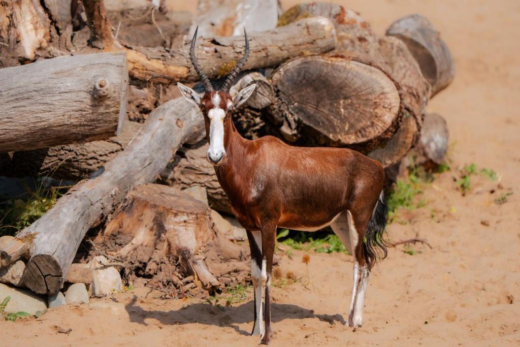 The Reserve at Chester Zoo - 20
