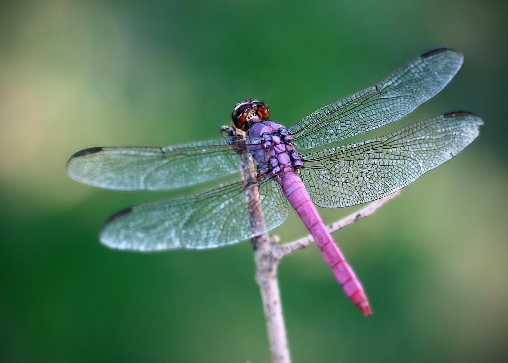 Dragonfly - 23